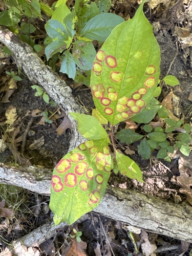 Unknown species found near Third Ave N, Minneapolis, MN, US