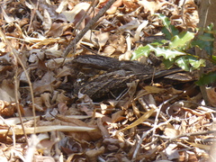 Caprimulgus madagascariensis