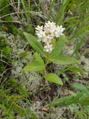 Asclepias ovalifolia