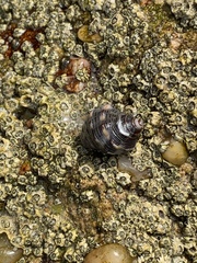 Gastropoda