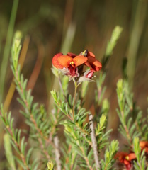 Dillwynia hispida