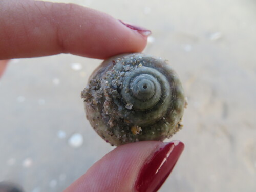 Gibbula magus