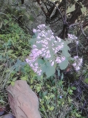 Peteravenia malvifolia