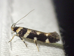 Macrobathra bigerella