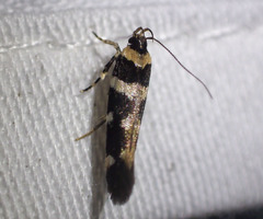 Macrobathra bigerella