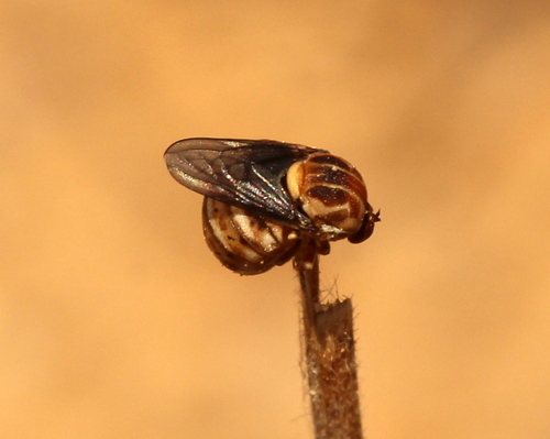 Psiloderoides