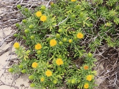 Pteronia onobromoides