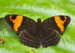 Adelpha boreas