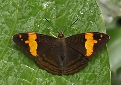 Adelpha zina irma