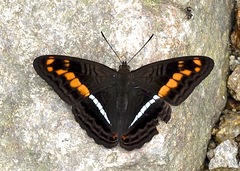 Adelpha olynthia