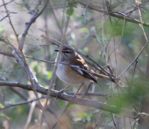 White-browed Scrub-Robin