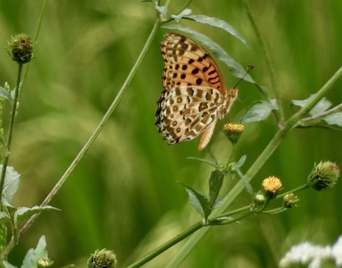 Tropical Fritillary