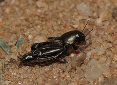 Tridactylidae