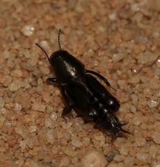 Tridactylidae