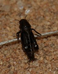 Tridactylidae