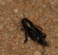 Tridactylidae