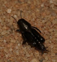 Tridactylidae