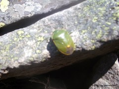 Chlorochroa juniperina