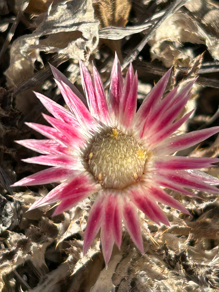 Carlina pygmaea