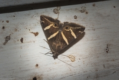 Grammodes pulcherrima
