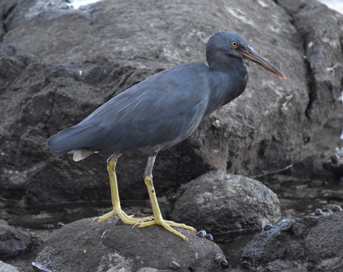 Pacific Reef Heron