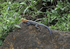 Agama dodomae