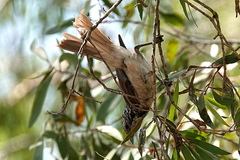 Plectorhyncha lanceolata