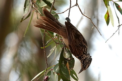 Plectorhyncha lanceolata