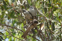 Plectorhyncha lanceolata