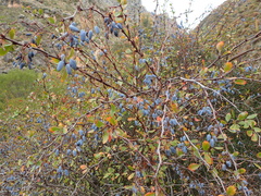 Berberis hispanica