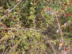 Berberis hispanica