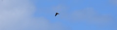 Accipiter rufitorques