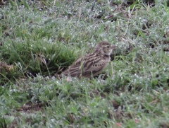 Alaudala somalica athensis