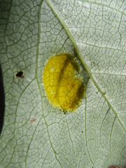 Taphrina populi-salicis