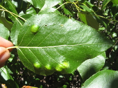 Taphrina populi-salicis