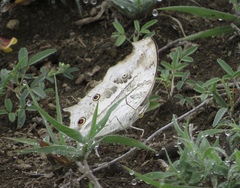 Protogoniomorpha anacardii