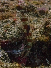 Amblyeleotris periophthalmus