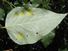Taphrina populi-salicis