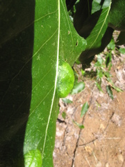 Taphrina populi-salicis