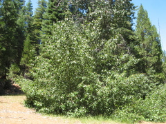 Taphrina populi-salicis