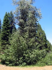 Taphrina populi-salicis