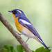Mugimaki Flycatcher - Photo (c) John Clough, some rights reserved (CC BY-NC), uploaded by John Clough
