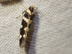 Macrobathra bigerella