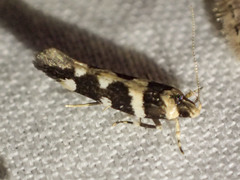 Macrobathra bigerella