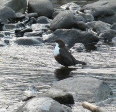 Cinclus cinclus gularis