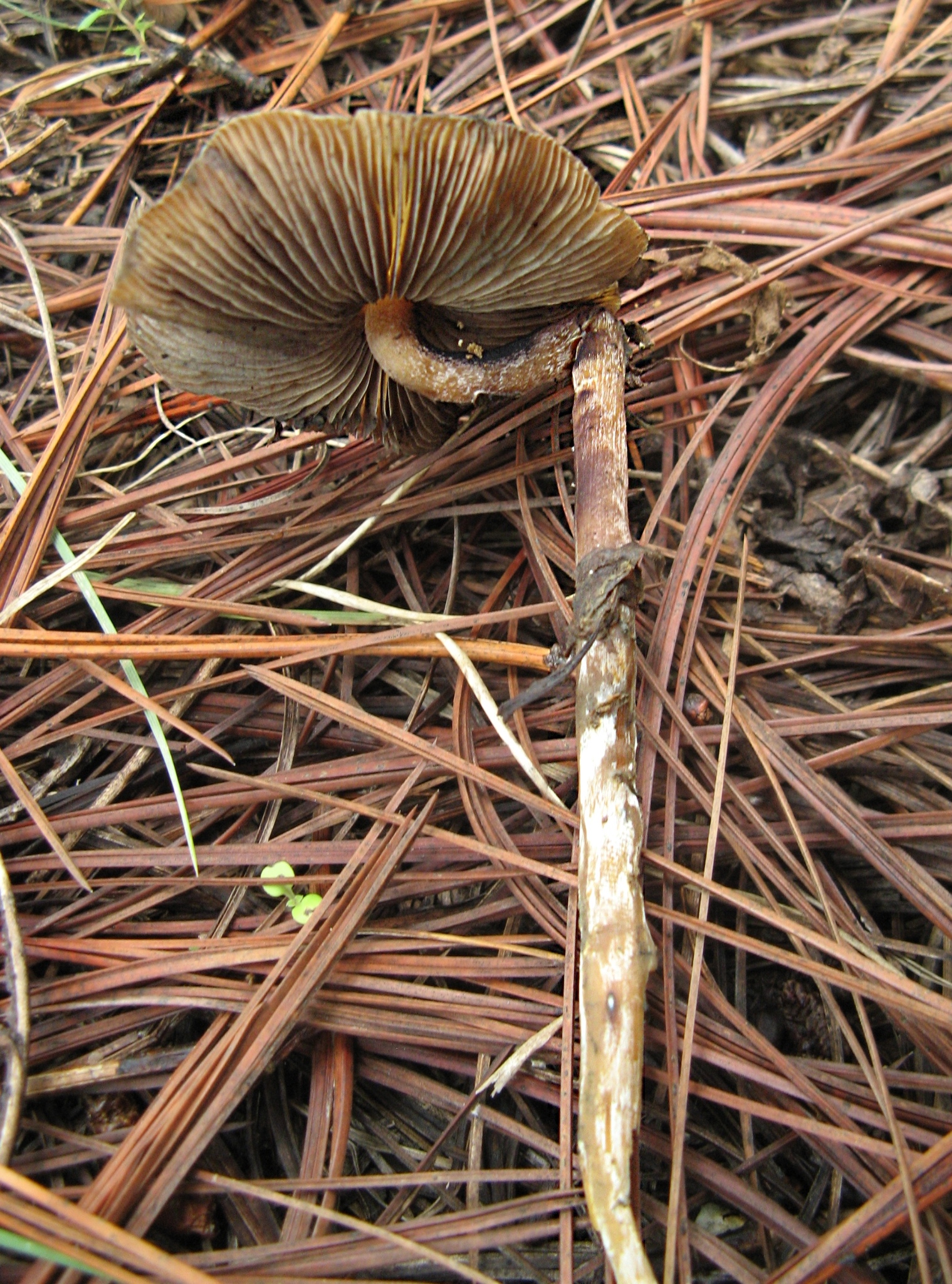 Psilocybe caerulescens image