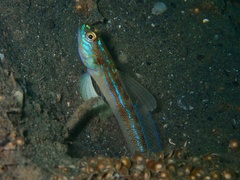 Majestic Shrimpgoby photo 4