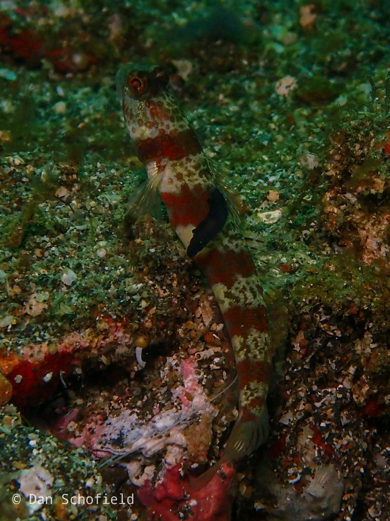 Gymnodoris nigricolor