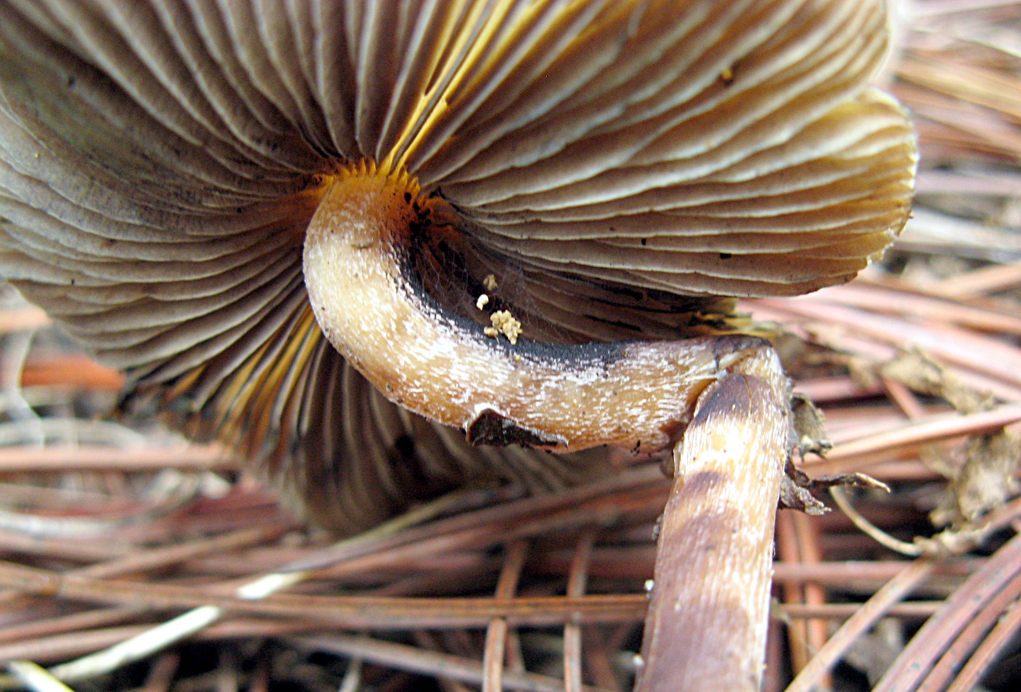 Psilocybe caerulescens image