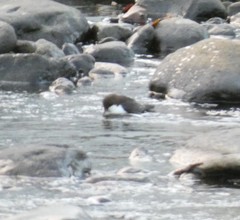 Cinclus cinclus gularis